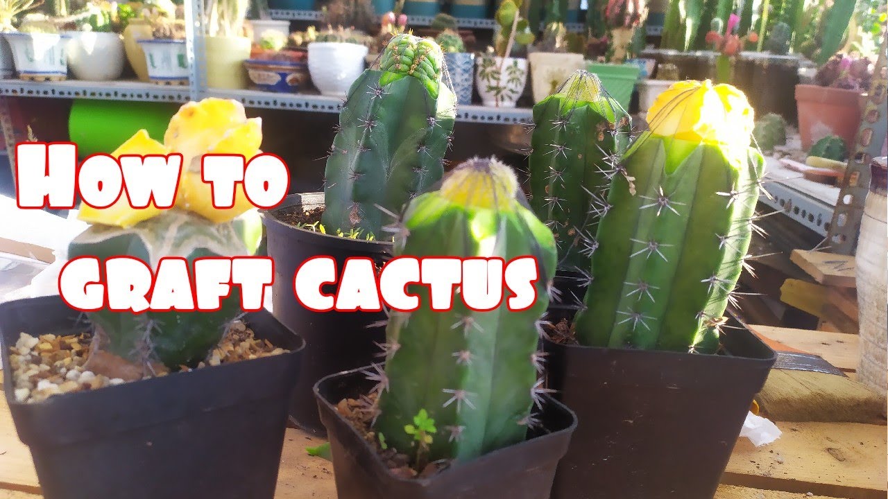How to  graft cactus - Tháp ghép xương rồng quá dễ