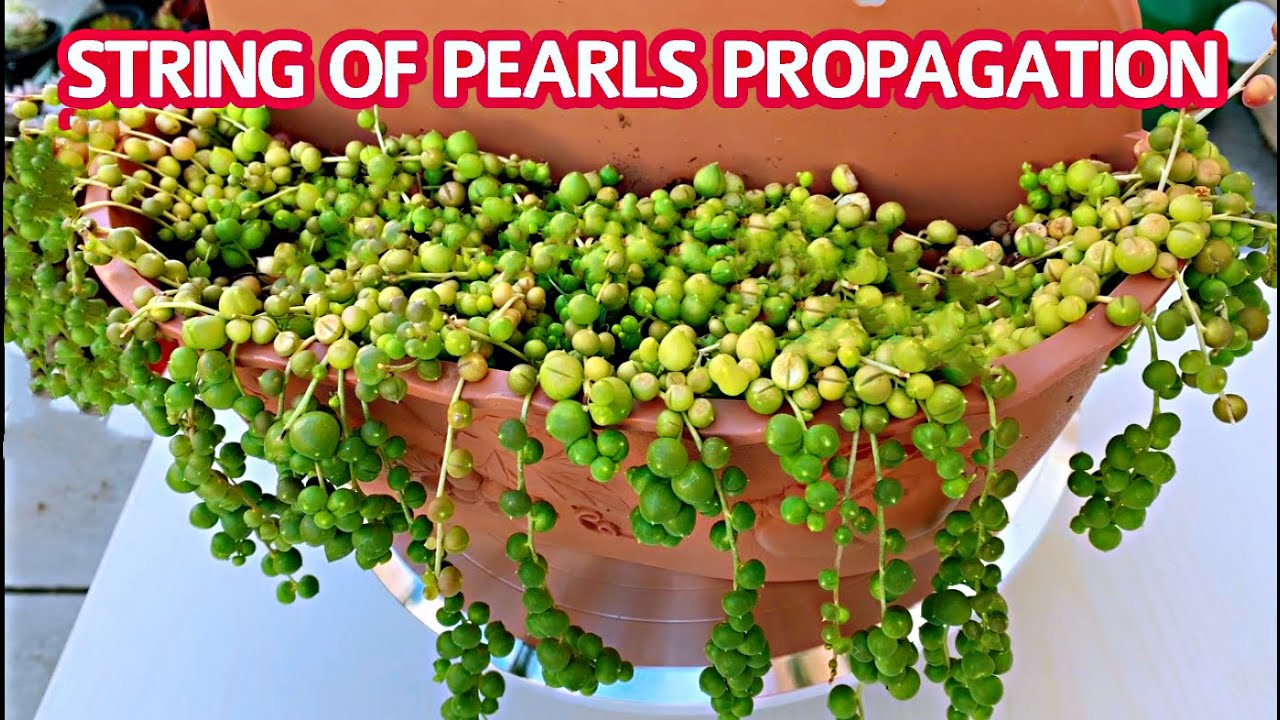 STRING OF PEARLS PROPAGATION | Propagation succulents | NHÂN GIỐNG SEN ĐÁ HẠT NGỌC TRÒN