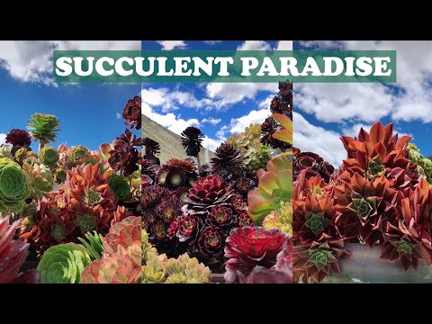 Succulent paradise | Thiên đường sen đá là có thật| 多肉植物| 다육이들 | Suculentas