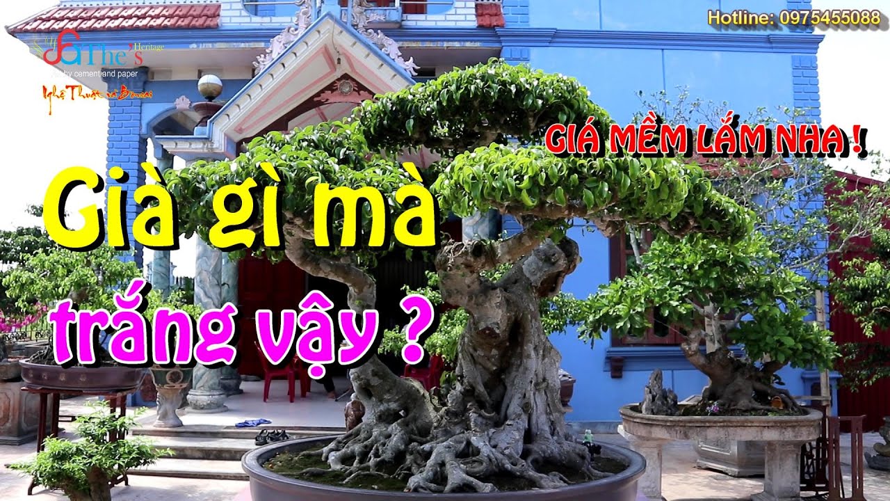 Về Đông Hưng - Thái Bình thăm vườn Mr. Nghiệp, Nhiều cây rất Già, đẹp mà giá cả lại Hợp lý