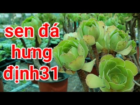 Vườn Sen Đá Hưng Định 31 Thuận An - Bình Dương | Sen Đá Bình Dương | ☎️ 0347 746 026