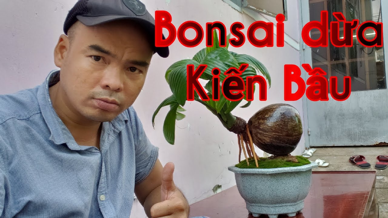 Bul Dừa || Bonsai Dừa || Cây Cảnh Phong Thủy, Cây Kiểng Mini || Kiến bầu🐜🐜🐜🐜🐜