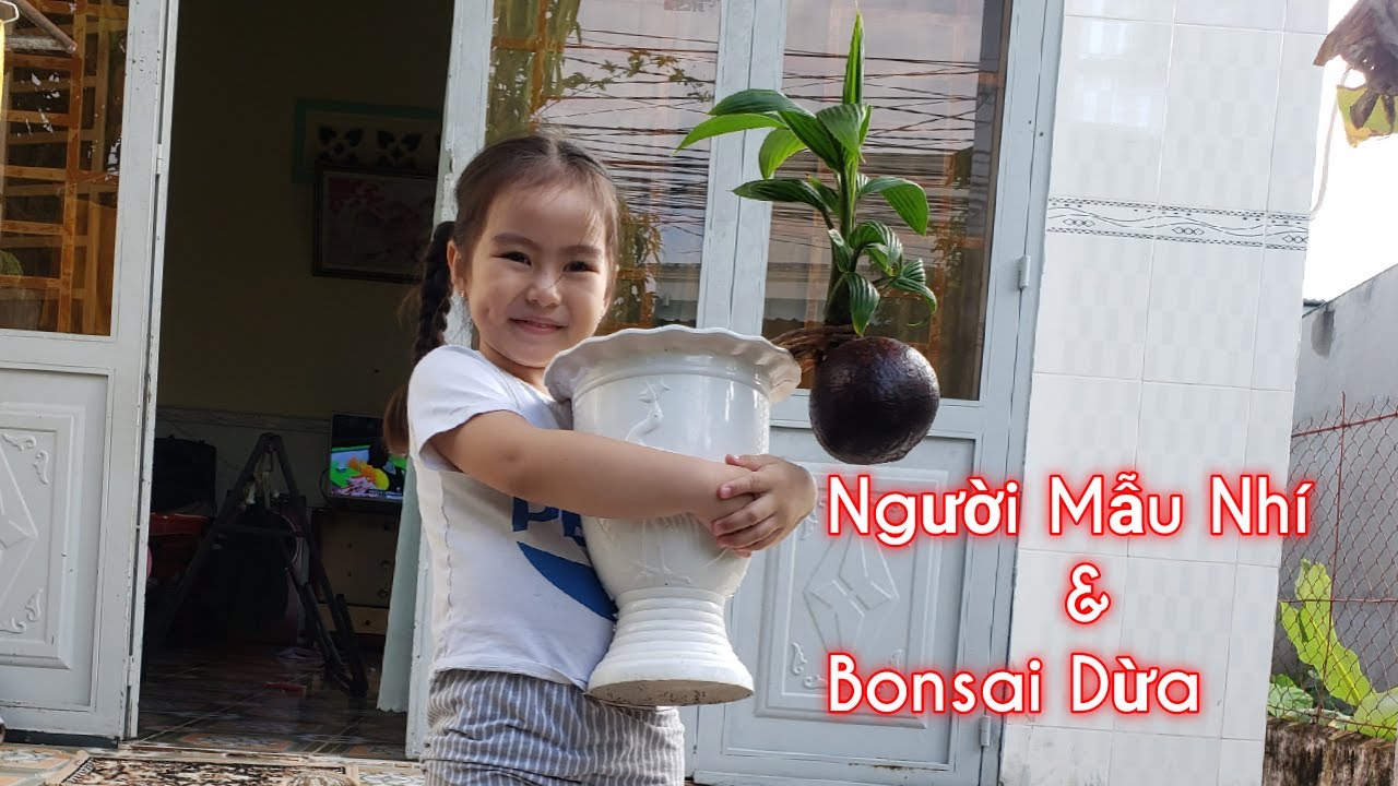 Bul Dừa || Bonsai Dừa || Cây Cảnh Phong Thủy, Cây Kiểng Mini|| Người Mẫu Nhí & Bonsai Dừa