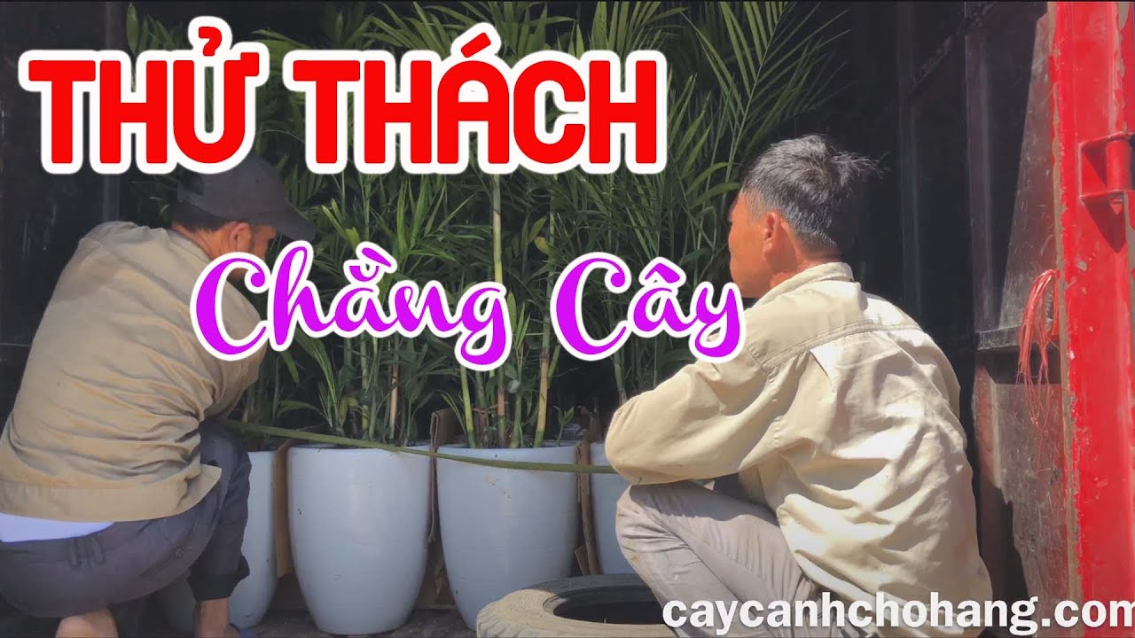 440. Thử Thách Chằng 34 Chậu Cây Cảnh Lên Xe Tải Trong 15 Phút | CÂY CẢNH CHỢ HÀNG | Hải Phòng