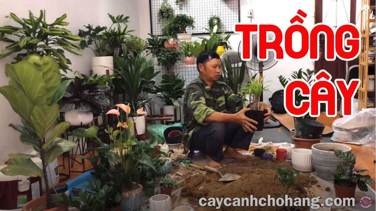 441. Ngày Đầu Tháng Cuối Tuần Bận Rộn Trồng Cây Của CÂY CẢNH CHỢ HÀNG | Hải Phòng