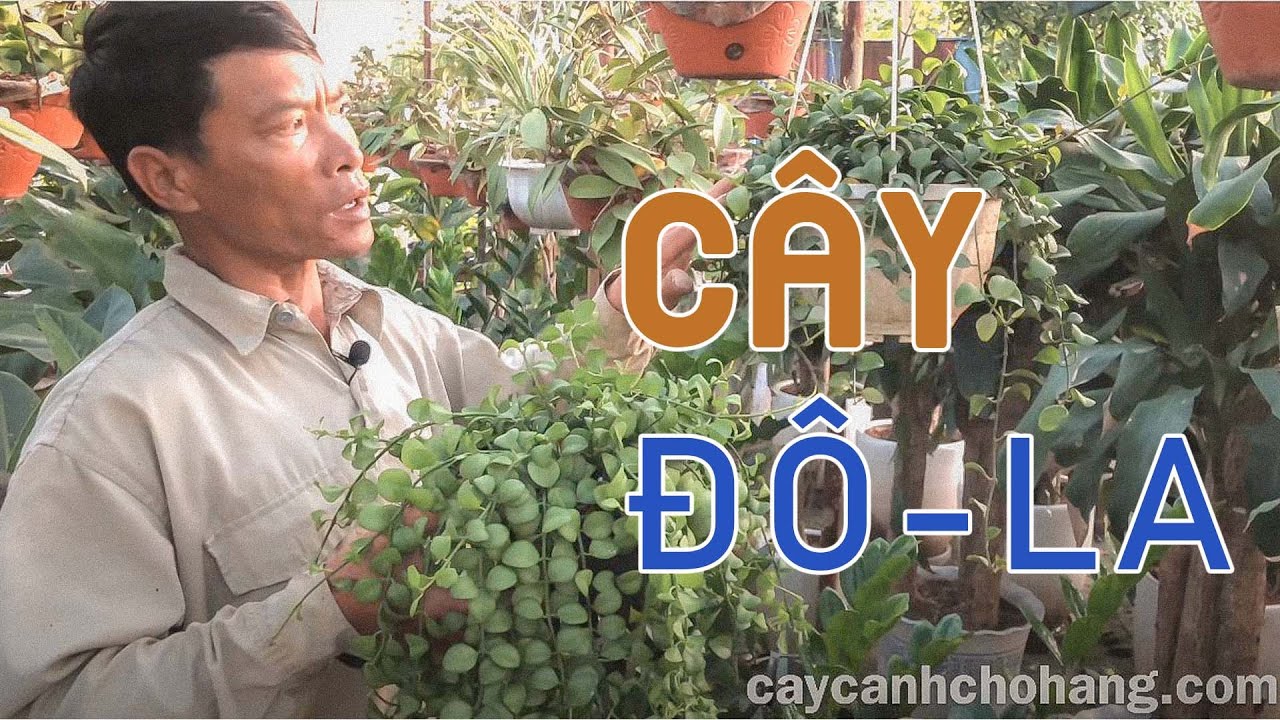 449. Trồng Cây Đô-la Bằng Đất Của CÂY CẢNH CHỢ HÀNG | Hải Phòng