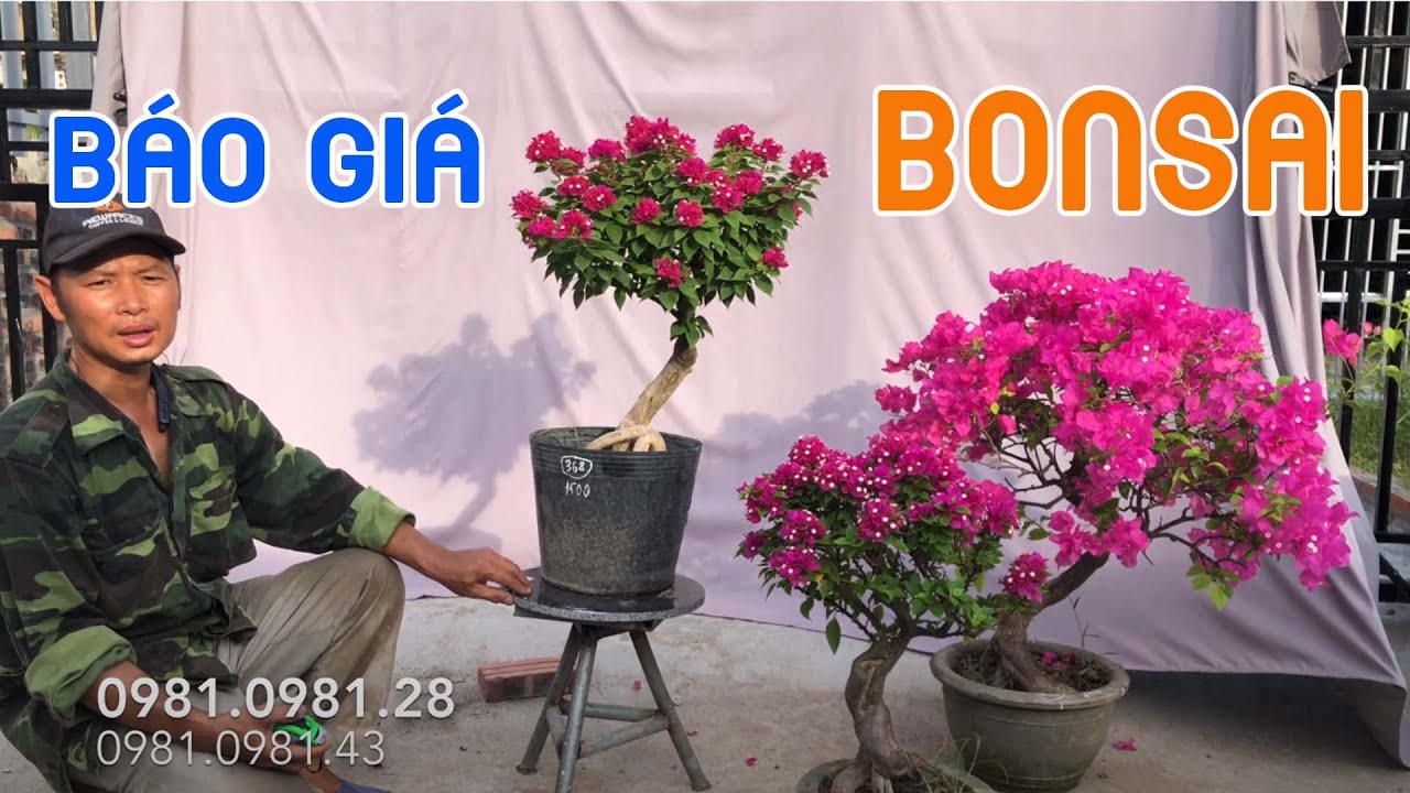 450. Báo Giá Bonsai Hoa Giấy Mỹ | CÂY CẢNH CHỢ HÀNG | Hải Phòng