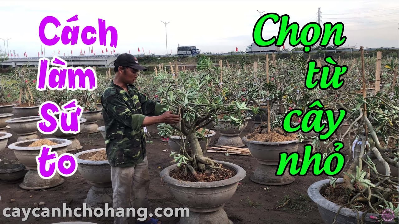 Cách Chọn Sứ Từ Cây Con Để Làm Thành Cây To Phù Hợp | CÂY CẢNH CHỢ HÀNG | Hải Phòng