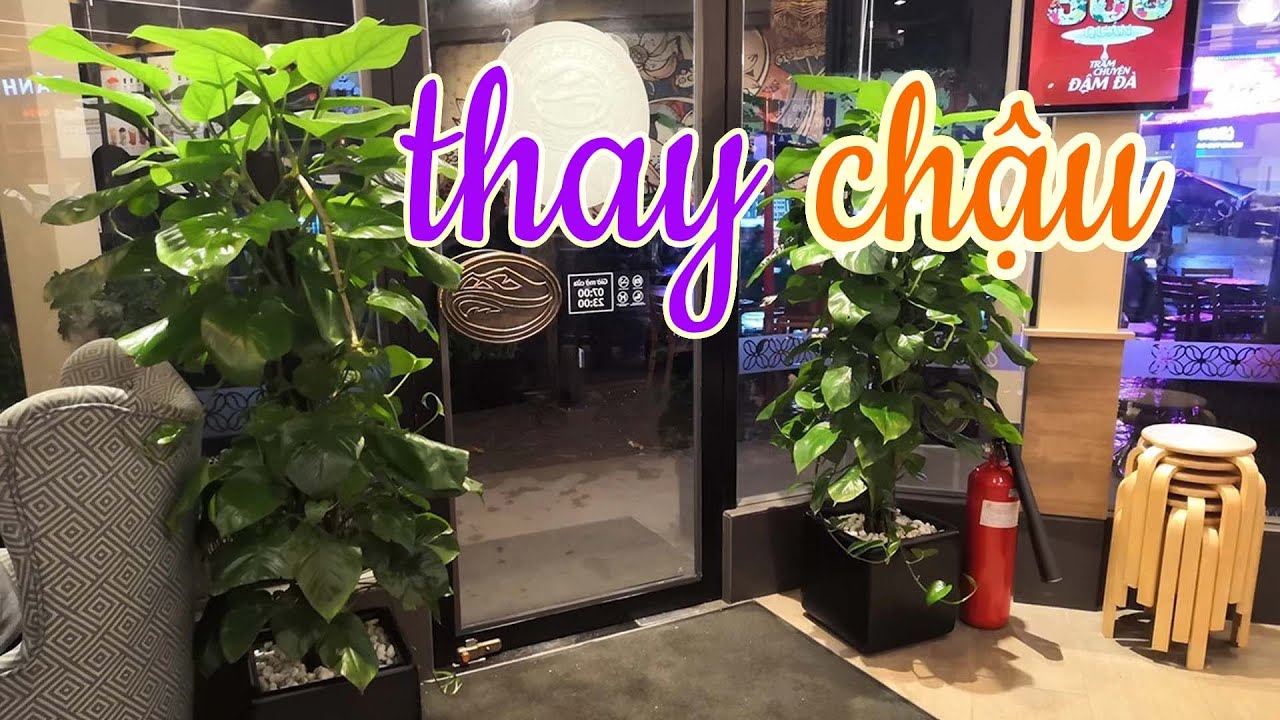 Cách Thay Chậu Cây Trầu Bà Siêu Già Và To | CÂY CẢNH CHỢ HÀNG | Hải Phòng | www.caycanhchohang.com