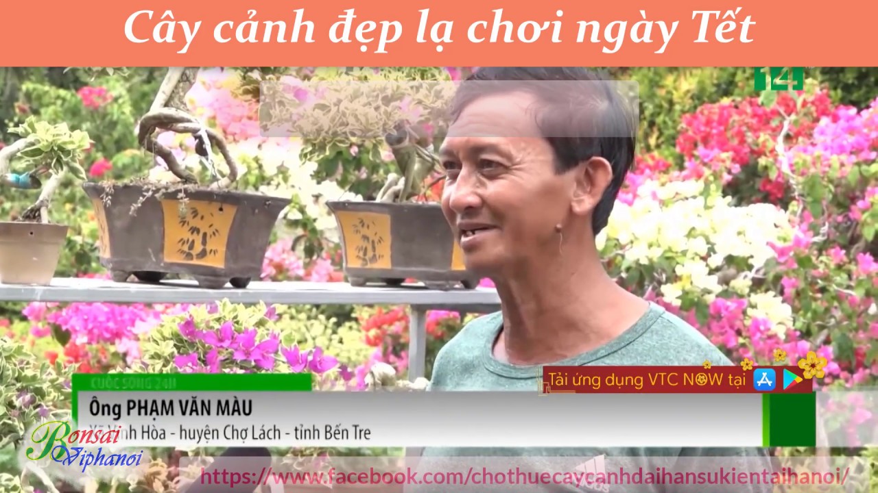 Cây cảnh độc lạ chơi dịp Tết