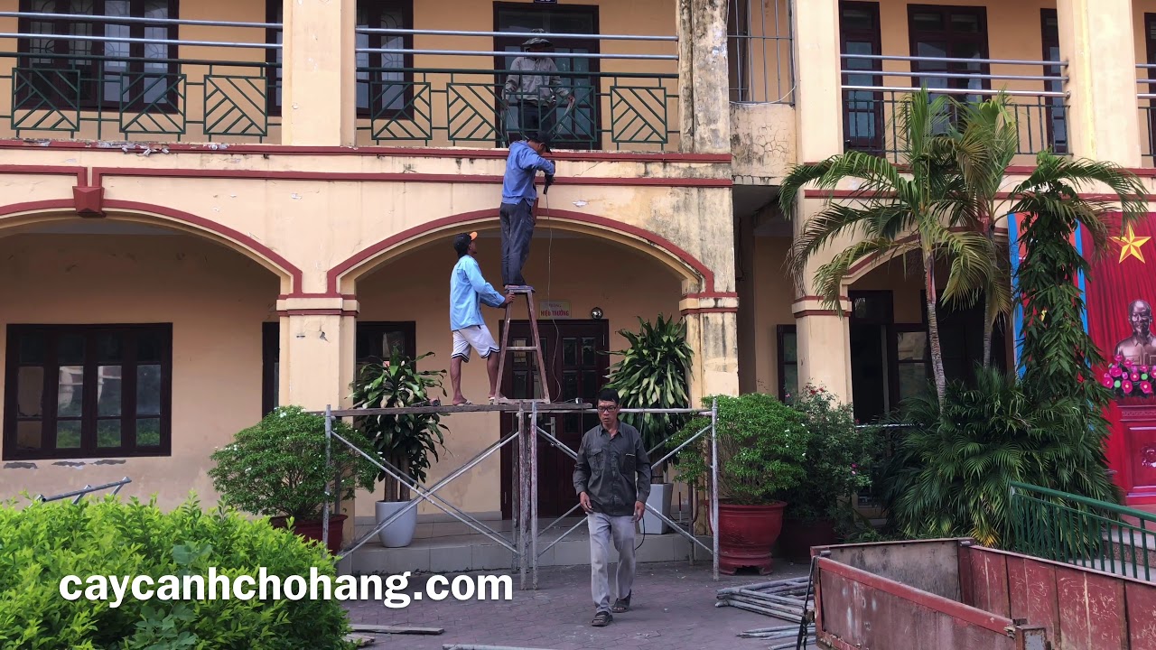 Dự Án Cải Tạo Cây Xanh Trường Học | CÂY CẢNH CHỢ HÀNG | Hải Phòng