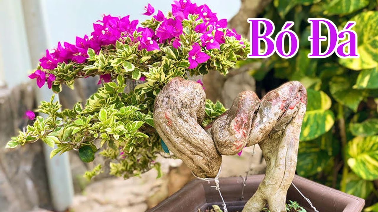 Giới Thiệu Bó Đá Bonsai Cây Hoa Giấy Mỹ | CÂY CẢNH CHỢ HÀNG | Hải Phòng | www.caycanhchohang.com