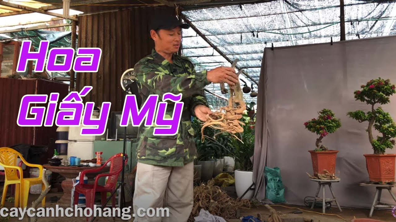 Khai Thác Hoa Giấy Mỹ Từ Mùa Xuân | CÂY CẢNH CHỢ HÀNG | Hải Phòng