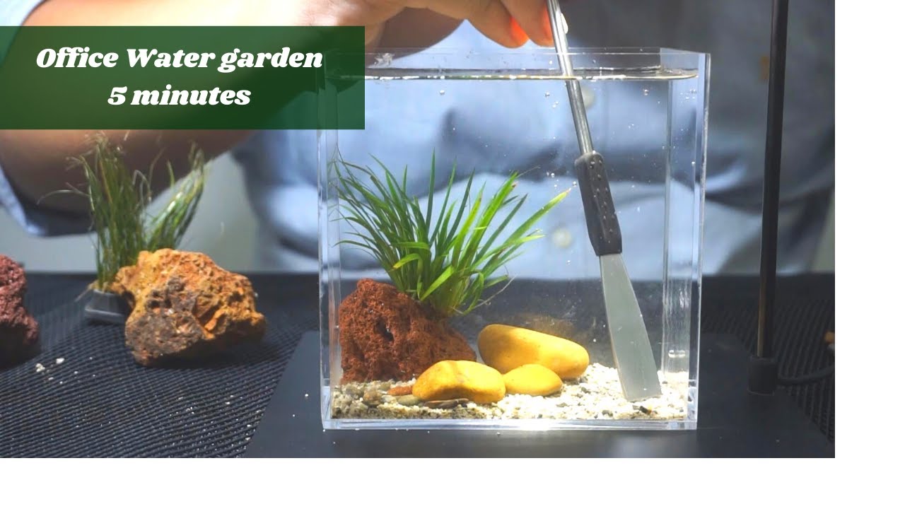 Làm hồ cây trang trí văn phòng trong vòng 5 phút | Making office water garden only 5 minutes