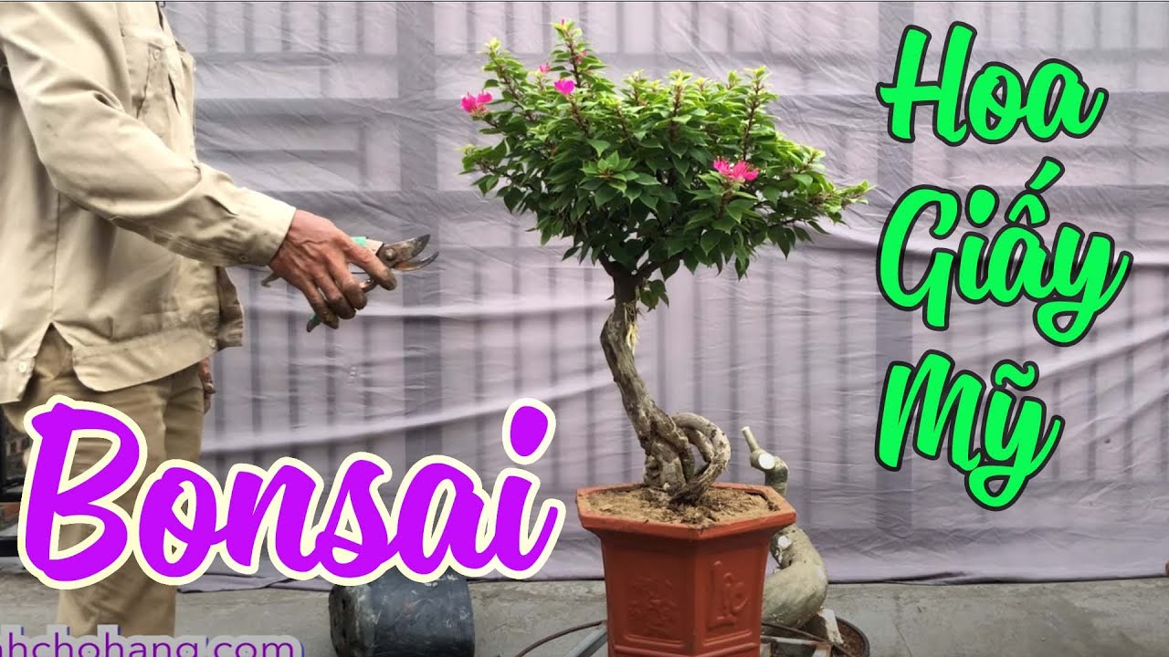 Lên Chậu Tác Phẩm Hoa Giấy Mỹ Bonsai | CÂY CẢNH CHỢ HÀNG | Hải Phòng