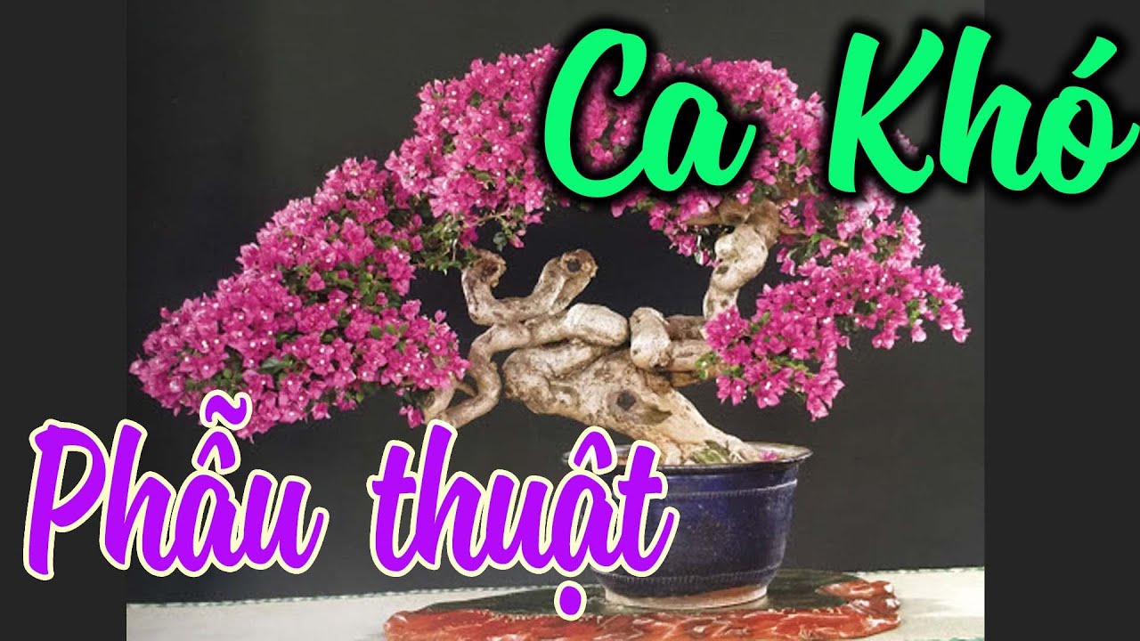 Phẫu Thuật Giấy Mỹ Bonsai Ca Khó | CÂY CẢNH CHỢ HÀNG | Hải Phòng | www.caycanhchohang.com