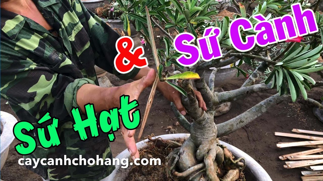 Sứ Hạt Và Sứ Cành Có Những Đặc Điểm Gì? | CÂY CẢNH CHỢ HÀNG | Hải Phòng | www.caycanhchohang.com