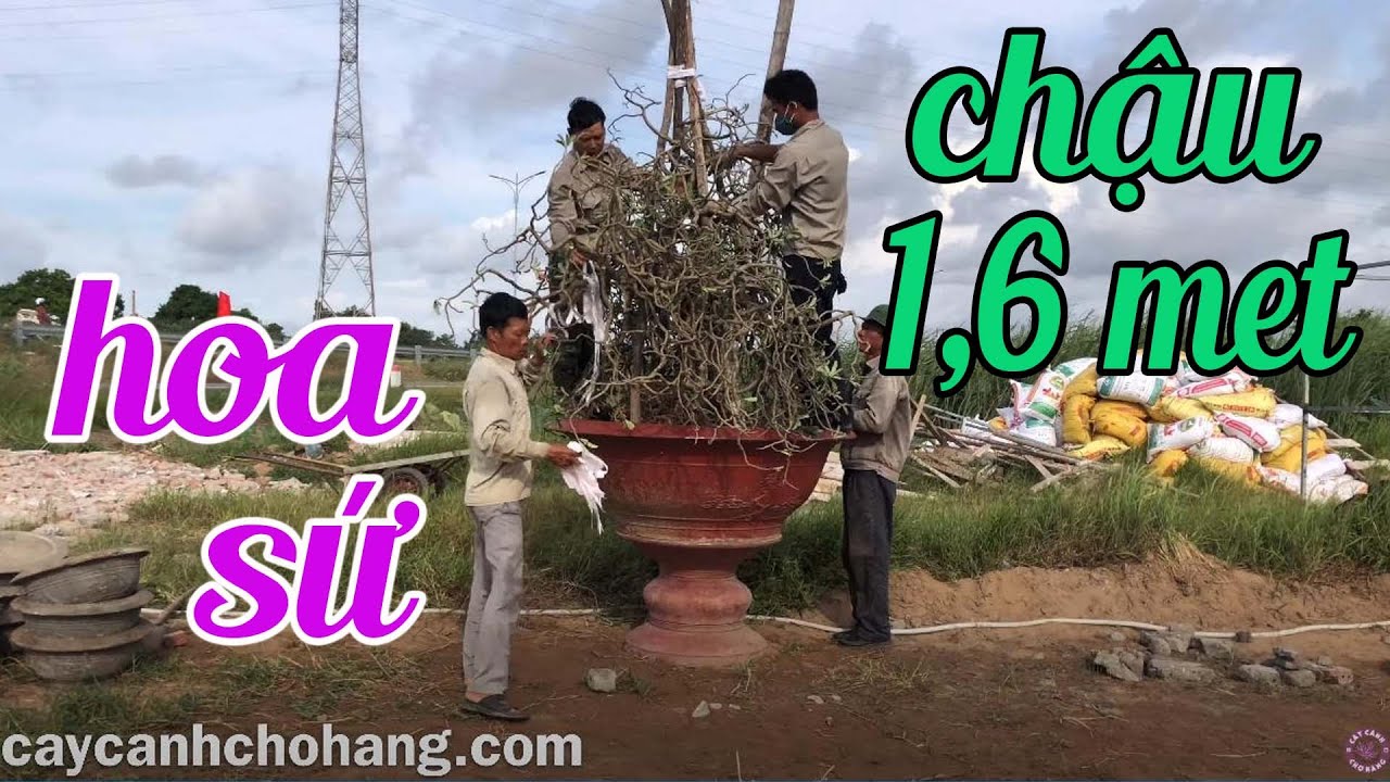 Trồng Cây Hoa Sứ Chậu Đường Kính 1.6 Met | CÂY CẢNH CHỢ HÀNG | Hải Phòng