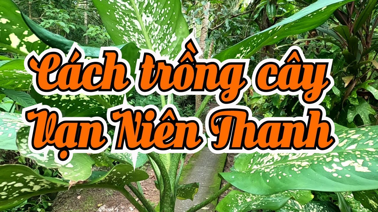 Trồng cây VẠN NIÊN THANH và chậu thật đơn giản | Đồng Quê Garden