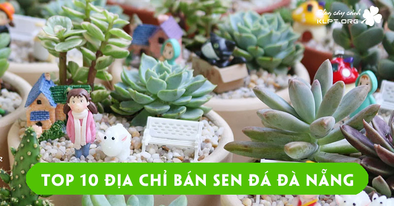 top-10-dia-chi-ban-sen-da-da-nang-chat-luong-gia-re-nhat