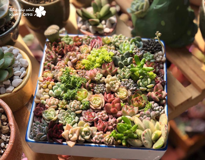 vuon-mong-nuoc-succulent-cactus-da-lat