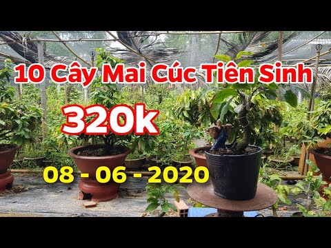 10 Cây Mai Cúc Tiên Sinh - ( Đã Bán Hết) 08/06/2020- 0938 47 33 22