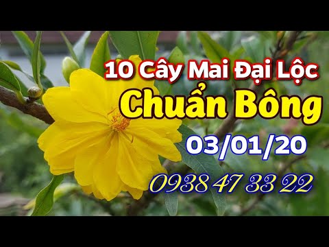 10 Cây Mai Đại Lộc Chuẩn Bông 😀 Làm Giống - Chơi Tết 2020😀 0938 47 33 22😀 03/01/20