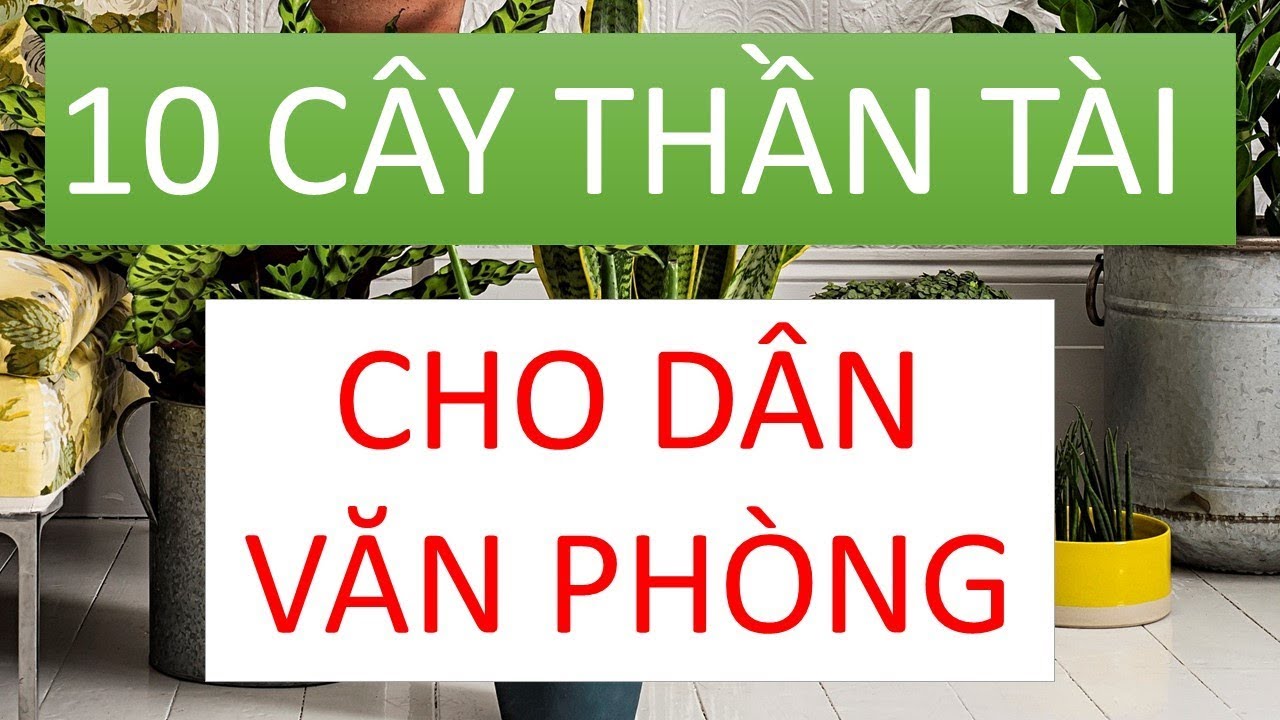 10 LOẠI CÂY CẢNH THẦN TÀI CHO DÂN VĂN PHÒNG