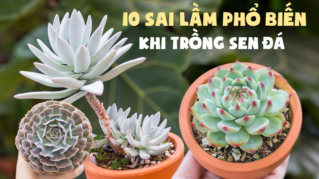 10 SAI LẦM PHỔ BIẾN KHI TRỒNG SEN ĐÁ| These things kill your sucuclents| 多肉植物| 다육이들 | Suculentas