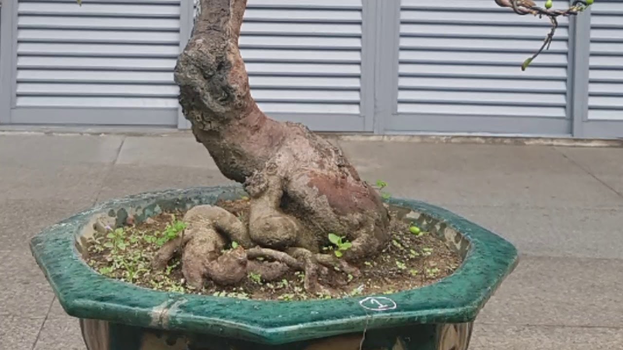 100 Tác Phẩm Mai Bonsai - Làm Mãn Nhãn Người Xem 😍😍😍