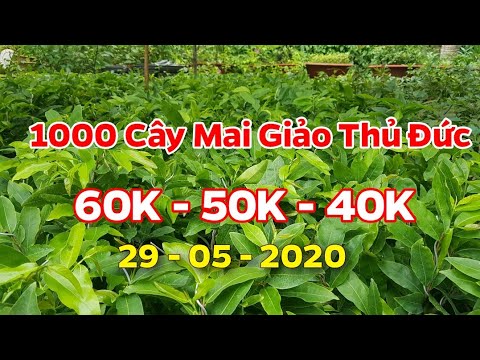 1000 Cây Mai Giảo Thủ Đức | (Đã Hết) 29/05/20 | 0938 47 33 22