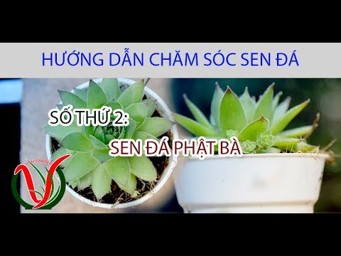 Vuki Garden| Hướng dẫn chăm sóc sen đá | Sen đá phật bà (How to care for succulents - Sempervivum)