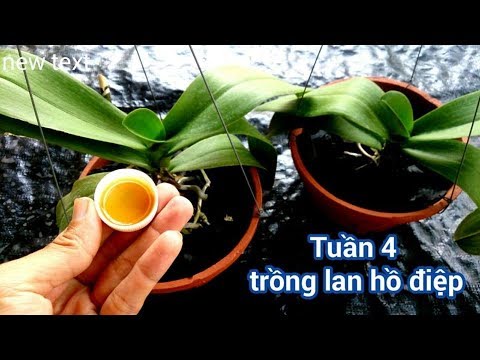 CÁCH CHĂM SÓC LAN HỒ ĐIỆP SAU KHI CHƠI TẾT TUẦN 4 - How to Care for Your Phalaenopsis Orchid