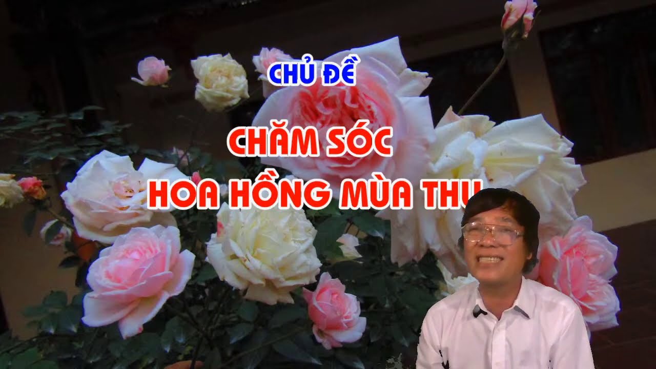 CHỦ ĐỀ : CHĂM SÓC HOA HỒNG MÙA THU