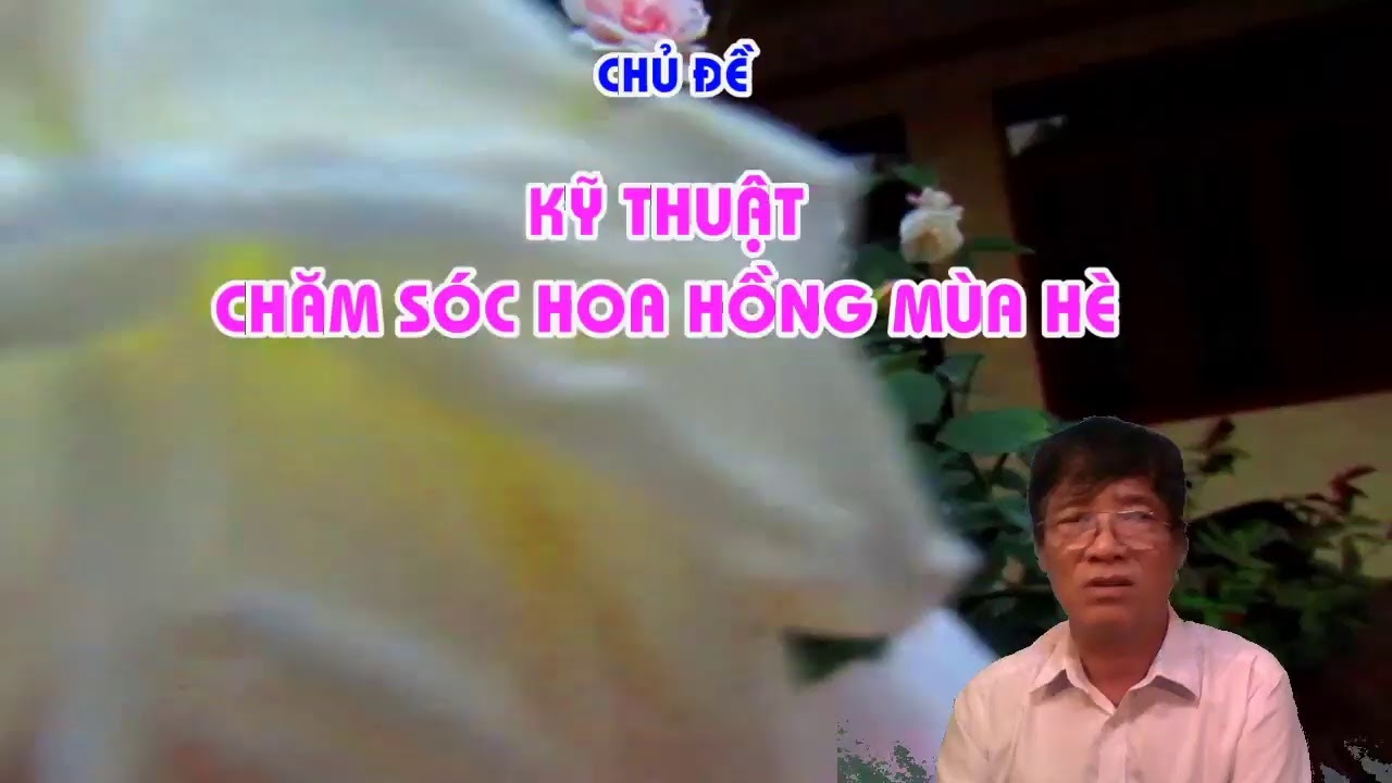 KỸ THUẬT CHĂM SÓC HOA HỒNG MÙA HÈ  - TRUNG HOA HỒNG