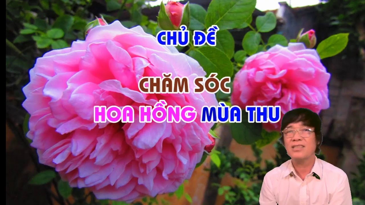 CHỦ ĐỀ CHĂM SÓC HOA HÔNG MÙA THU - TRUNG HOA HỒNG