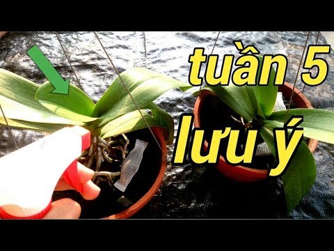 CÁCH CHĂM SÓC LAN HỒ ĐIỆP SAU KHI CHƠI TẾT TUẦN 5 - How to Care for Your Phalaenopsis Orchid