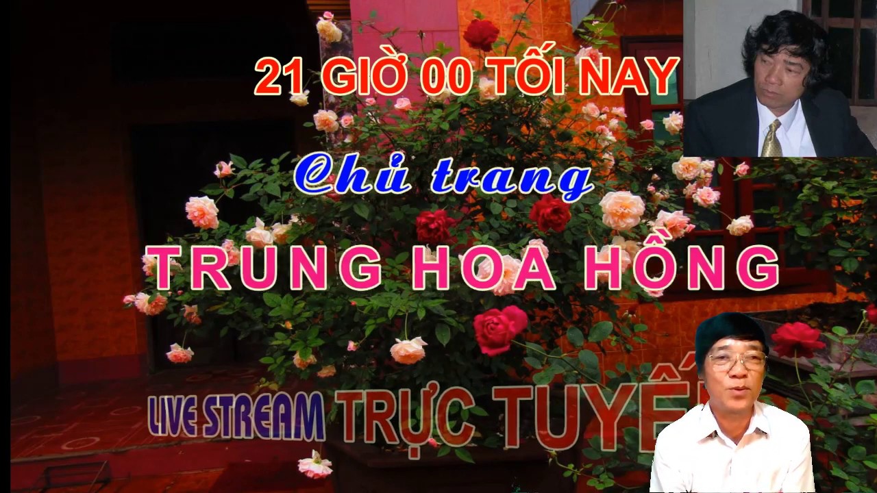 TRUNG HOA HỒNG -  LIVE STREAM TRỰC TIẾP  CHỦ ĐỀ : CHẬU NHỎ TRỒNG CÂT HOA HỒNG TO - VẪN XANH TỐT