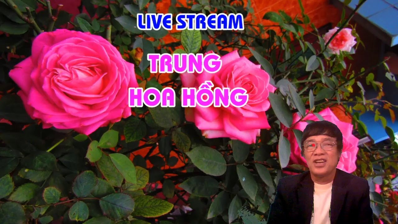 MÙA XUÂN - BỆNH GÌ ĐANG TÀN PHÁ HOA HỒNG NHÀ BẠN  - LIVE STREAM - TRUNG HOA HỒNG