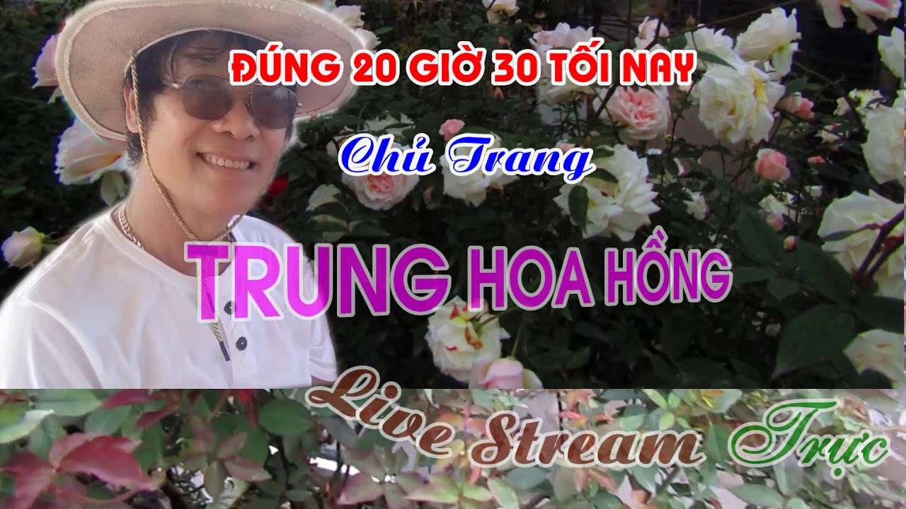 THÔNG BÁO GỬI CÁC BẠN YÊU HOA HỒNG - TRUNG HOA HỒNG .