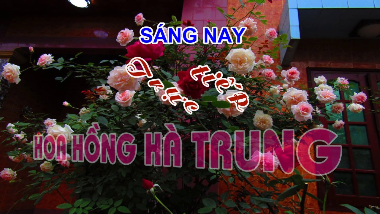 SÁNG NAY TRỰC TIẾP HOA HỒNG HÀ TRUNG