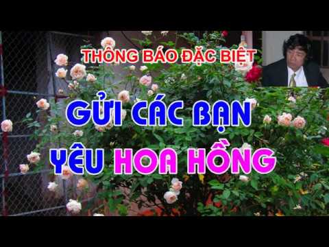 THÔNG BÁO ĐẶC BIỆT GỬI CÁC BẠN YÊU HOA HỒNG - TRUNG HOA HỒNG