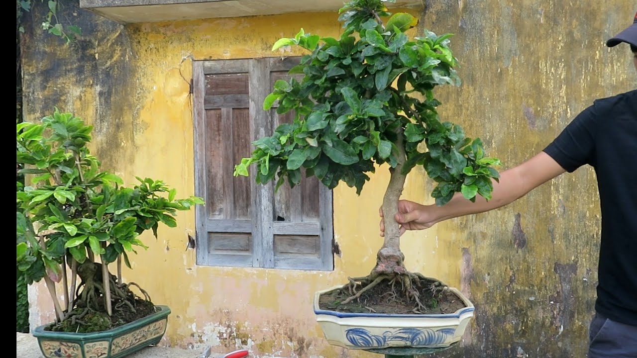 Gl 2 chậu mai bonsai giống rồng bay 🐉🐉🐉(đã bán )