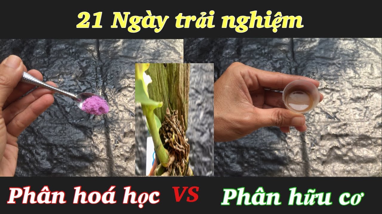 21 ngày trải nghiệm trồng hoa lan bằng phân hữu cơ và phân hóa học - Ký sự trồng lan tập 1