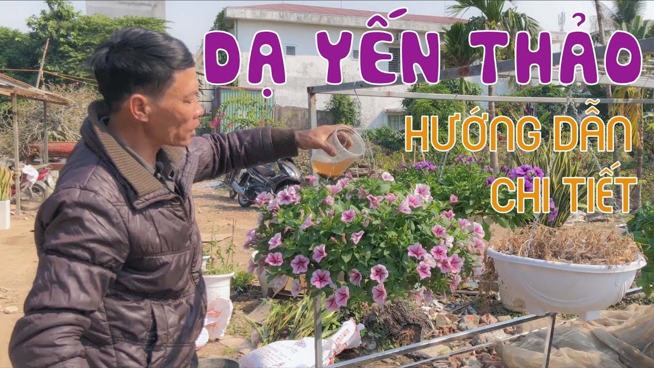 [249] DẠ YẾN THẢO Chia Sẻ Cách Chăm Sóc Và Bón Phân | CÂY CẢNH CHỢ HÀNG