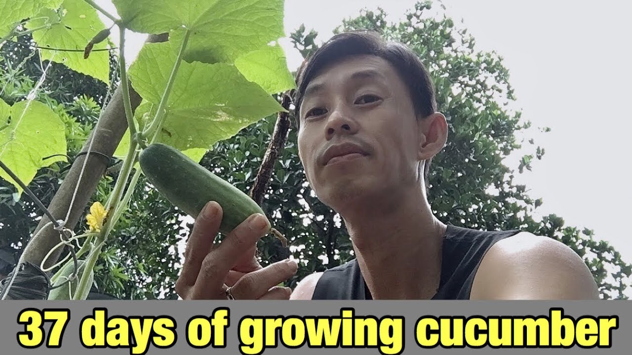 37 ngày trồng dưa leo trong chậu | 37 days planting cucumber in pots