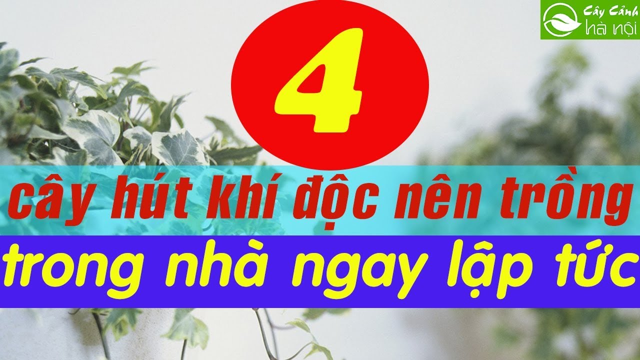 4 loại cây hút khí độc nên trồng trong nhà ngay lập tức