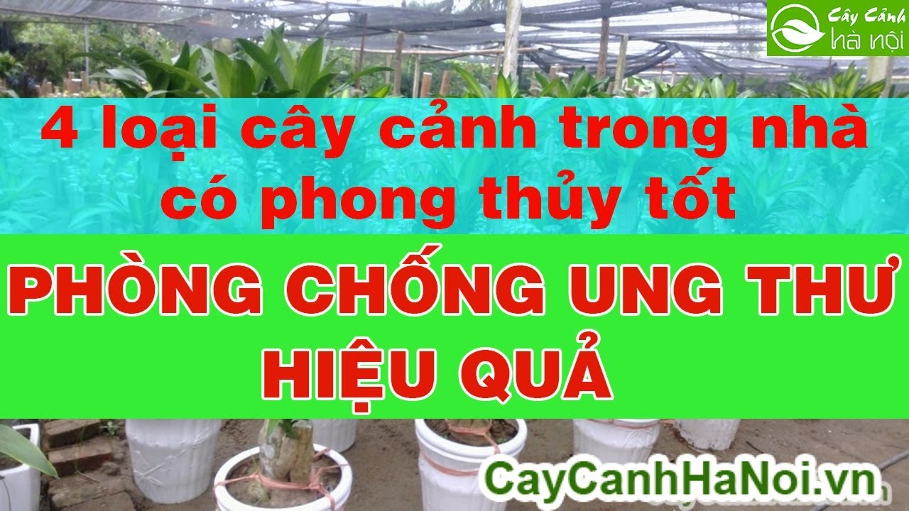 4 loại cây trồng trong nhà có phong thủy tốt, phòng chống bệnh ung thư hiệu quả