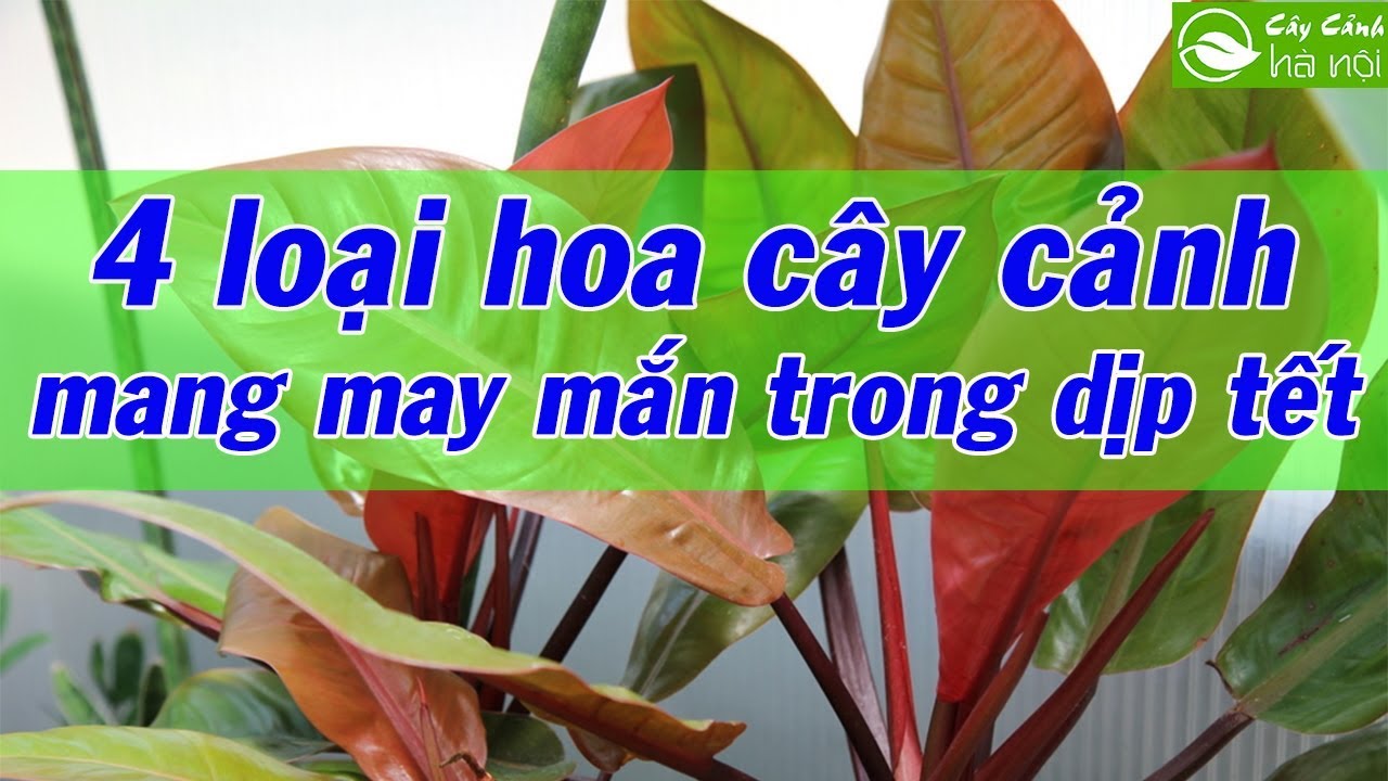 4 loại hoa, cây cảnh mang lại may mắn trong dịp Tết