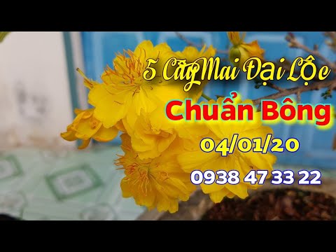 5 Cây Mai Đại Lộc Chuẩn Bông 🥰 04/01/20🥰 0938 47 33 22